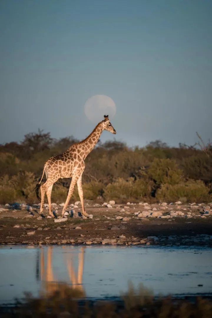 Giraffe am Wasserloch, der Mond steht über dem Busch