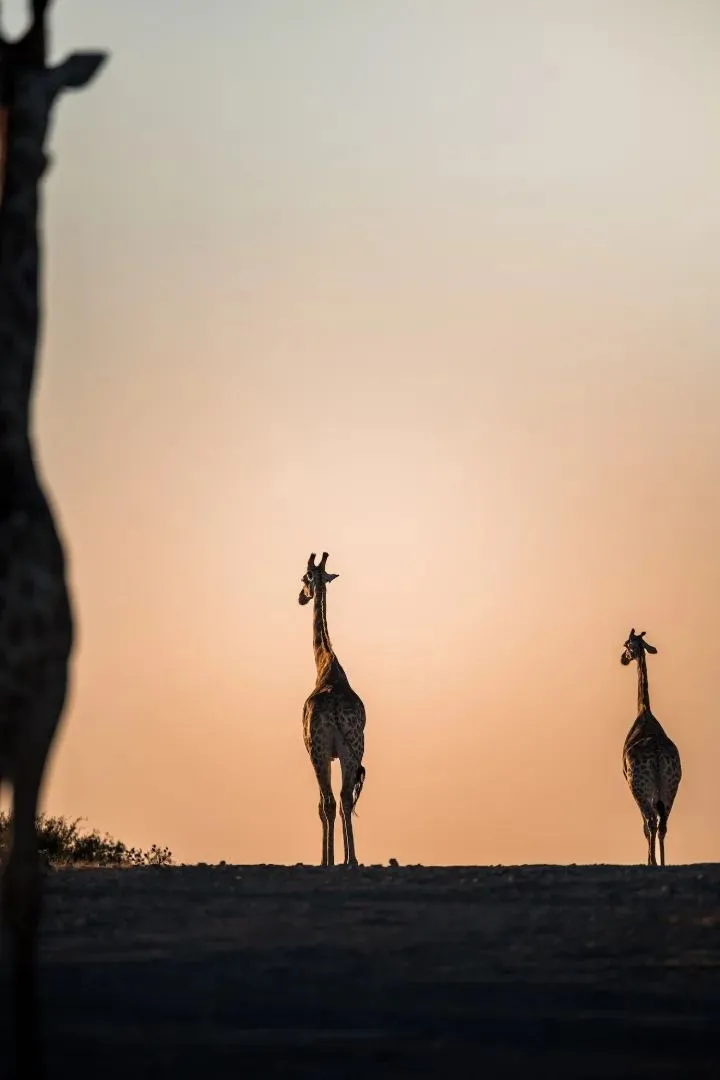 Zwei Giraffen ziehen in den orangefarbenen Abend