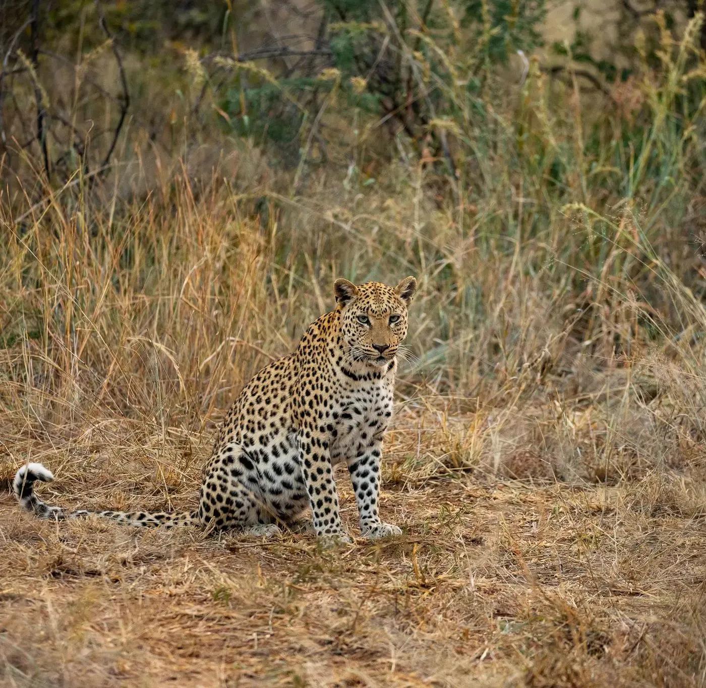 Leopard sitzt aufrecht im trockenen Gras