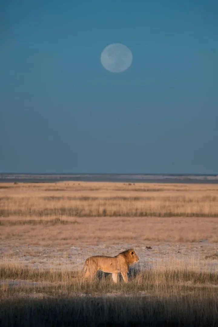 Löwe in der Ebene, der Mond steht schon am Taghimmel