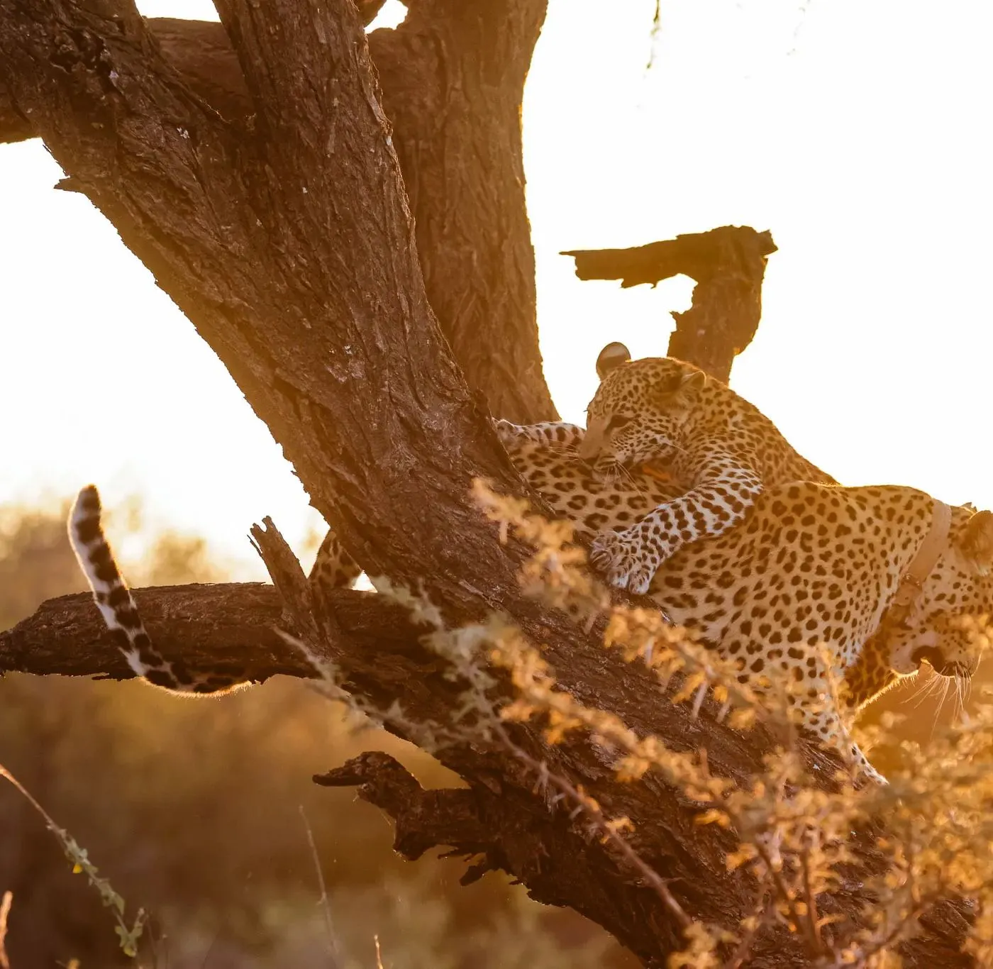 Leoparden liegen im Gegenlicht auf einem Ast