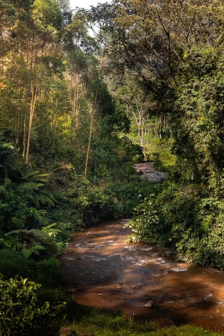 Schmaler Pfad und Bachlauf im Urwald von Bwindi