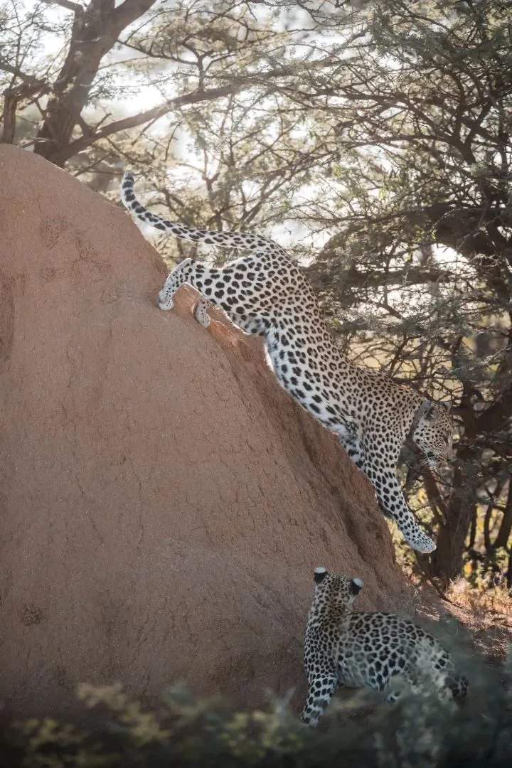 Zwei Leoparden klettern an einem Termitenhügel