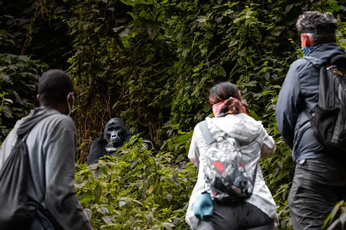 Die Gruppe steht dicht vor einem Gorilla im Unterholz