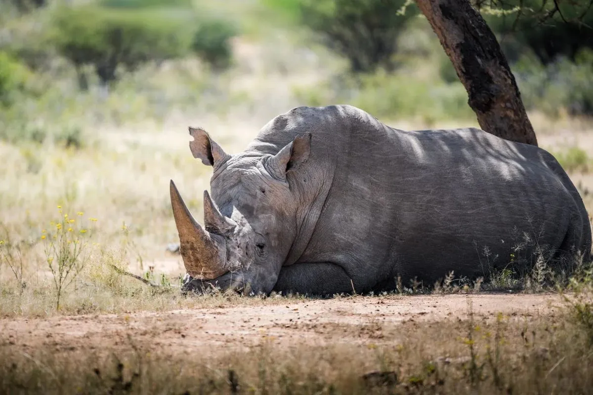 Nashorn ruht im Schatten eines Baums
