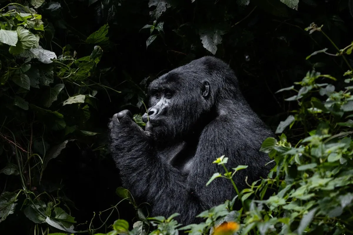Gorilla frisst Blätter im dichten Grün