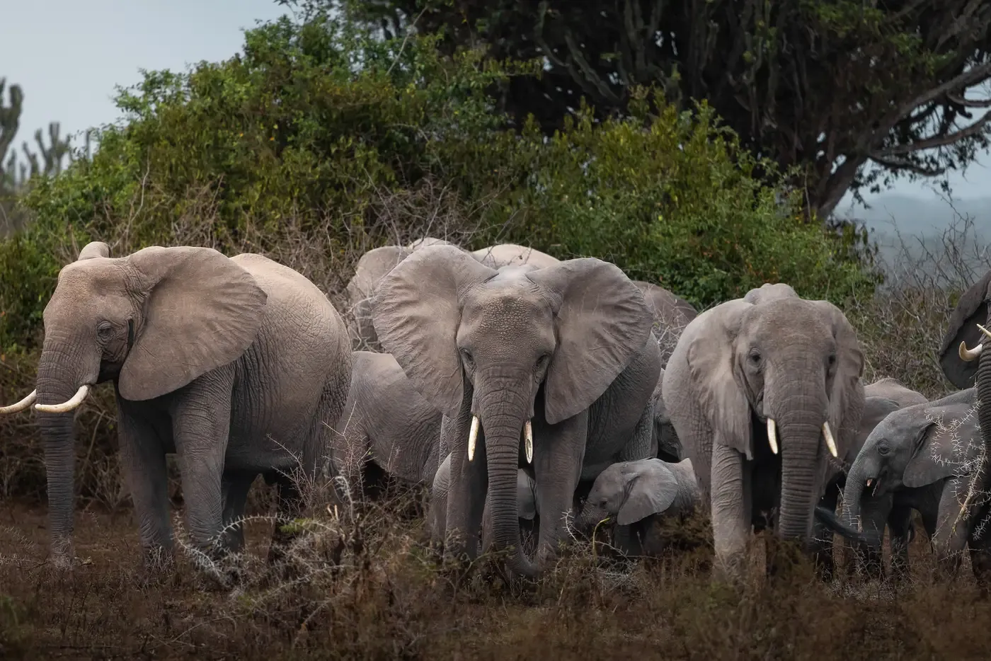 Safari mit Elefanten