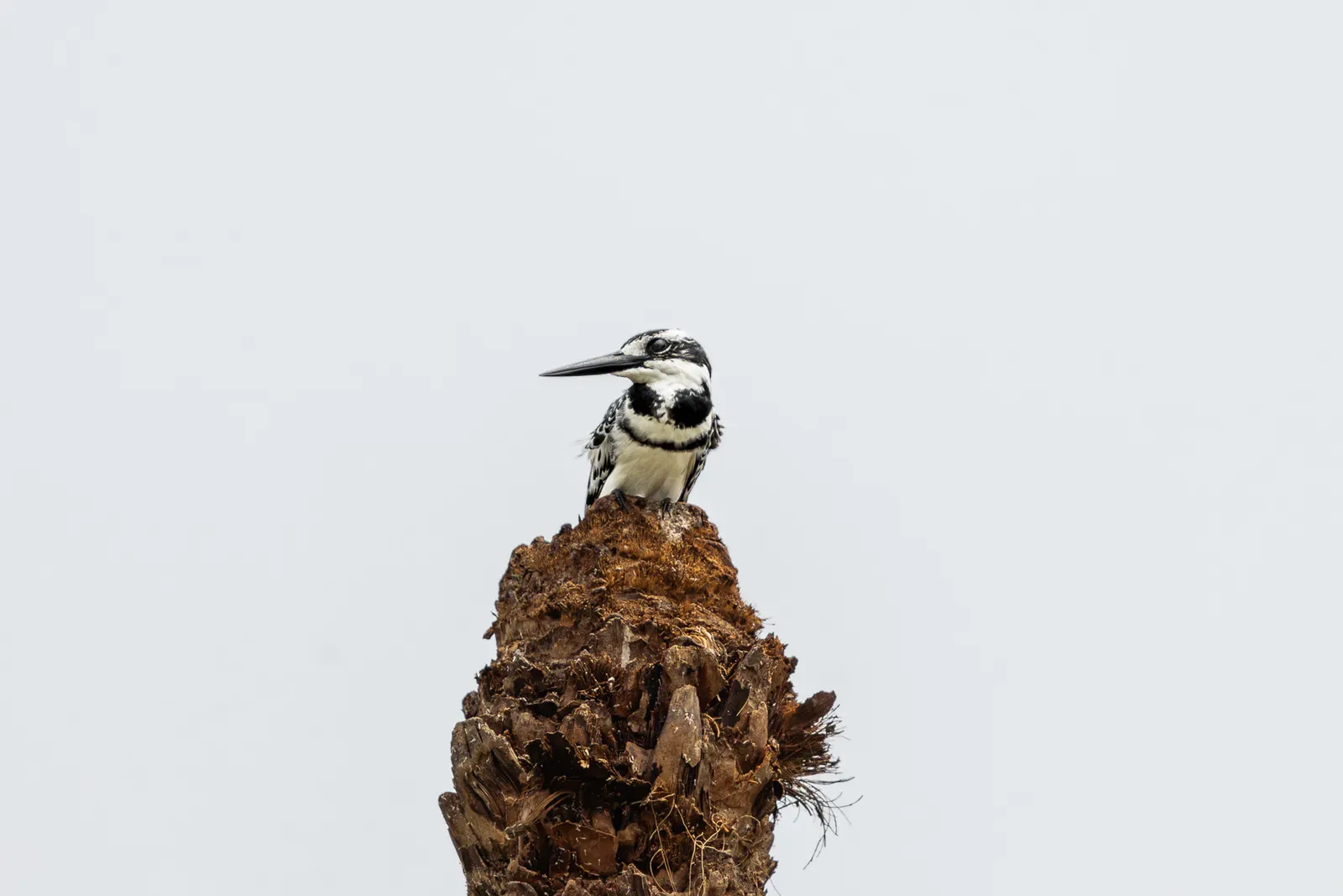 Pied Kingfisher im Queen Elizabeth Nationalpark.