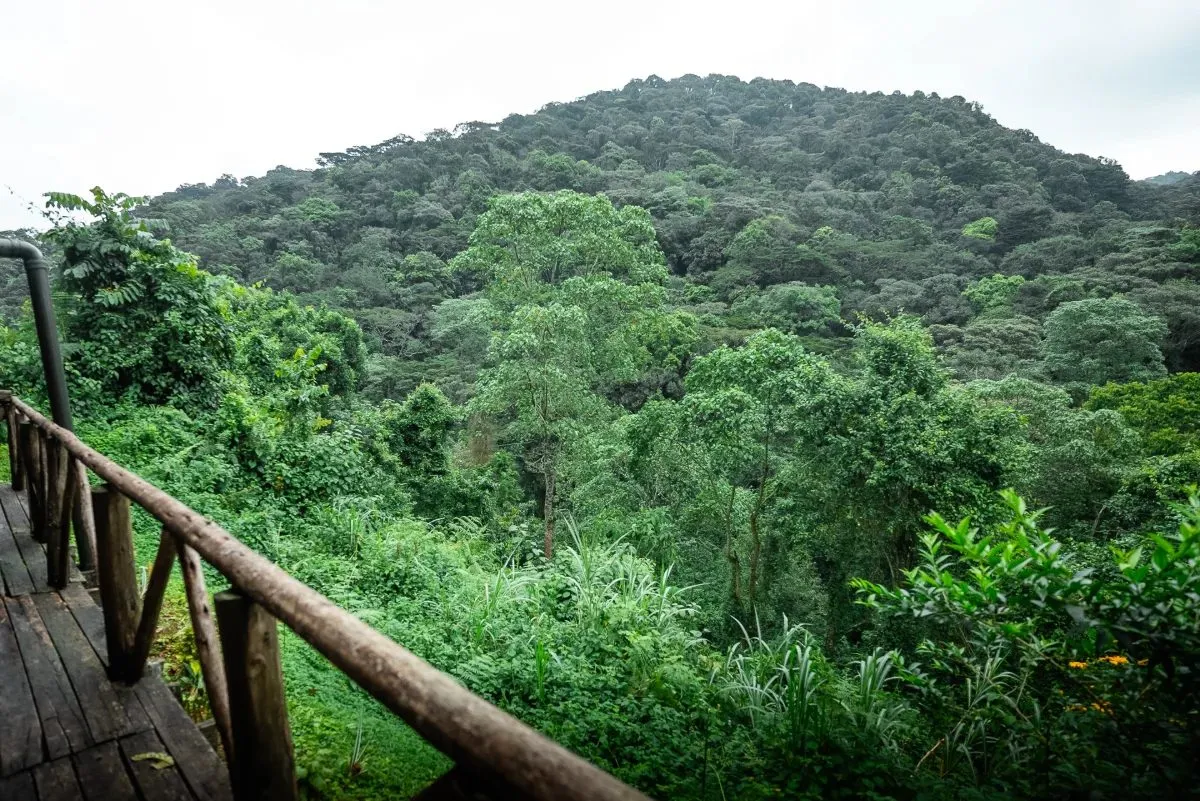 Gorilla Valley Lodge am Waldrand von Bwindi