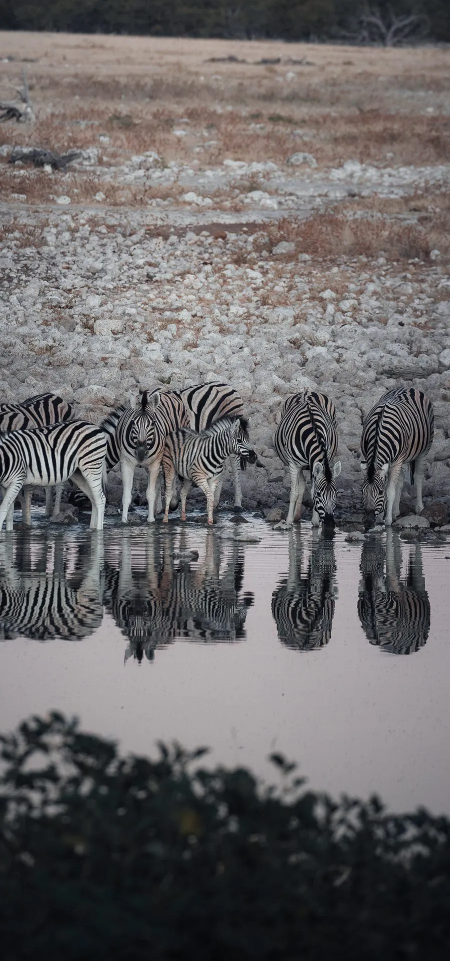 Zebras am Wasserloch