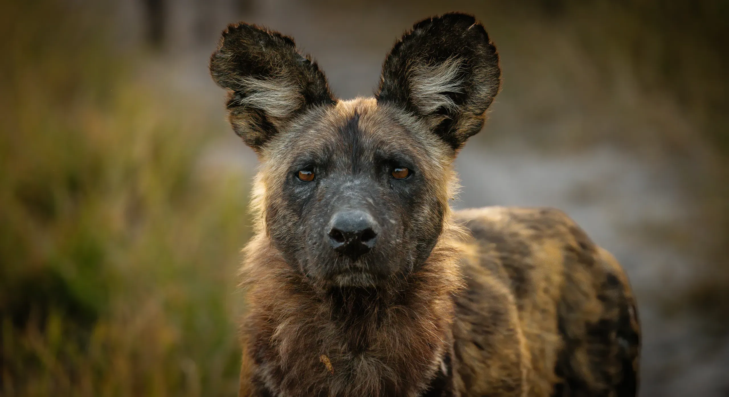 Afrikanischer Wildhund im Khwai-Schutzgebiet